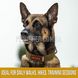 Ошейник OneTigris K9 Dog Collar X11 с металлической пряжкой 2000000161532 фото 5